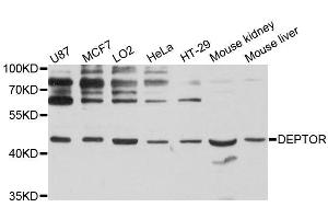 Western blot analysis of extracts of various cell lines, using DEPTOR antibody (ABIN5996741) at 1:3000 dilution. (DEPTOR 抗体)