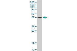 FAS MaxPab rabbit polyclonal antibody. (FAS 抗体  (AA 1-335))