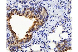 Immunohistochemistry analysis of paraffin-embedded mouse lung using TSC22D3 Polyclonal Antibody at dilution of 1:300. (TSC22D3 抗体)