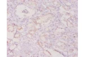 Immunohistochemistry of paraffin-embedded human kidney tissue using ABIN7154394 at dilution of 1:20 (G-CSF 抗体  (AA 27-200))