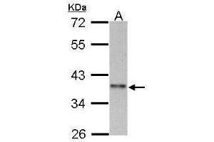 WB Image Sample (30 ug of whole cell lysate) A: 293T 10% SDS PAGE antibody diluted at 1:1000 (CCNI2 抗体)