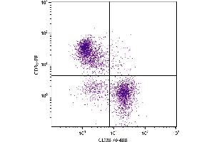 BALB/c mouse splenocytes were stained with Rat Anti-Mouse CD38-AF488. (CD38 抗体  (Biotin))