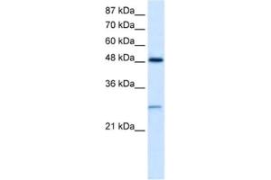 Western Blotting (WB) image for anti-Cl Ion Channel 4 antibody (ABIN2461113) (Cl Ion Channel 4 抗体)