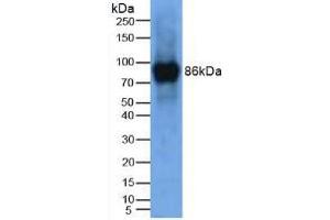 Western blot analysis of Mouse Thymus Tissue. (LOXL2 抗体  (AA 53-160))