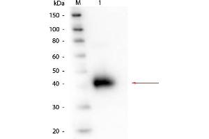 Western Blot of Alpha-1-Acid Glycoprotein (Human Plasma) Antibody. (ORM1 抗体)
