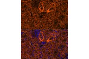 Immunofluorescence analysis of mouse kidney using SCNN1G antibody (ABIN7270387) at dilution of 1:100. (SCNN1G 抗体  (AA 100-250))