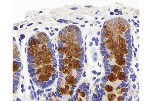 Immunohistochemistry analysis of paraffin-embedded mouse colon using MUC2 Polyclonal Antibody at dilution of 1:600. (MUC2 抗体)