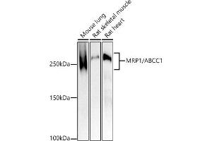 Western blot analysis of extracts of various cell lines, using MRP1/ antibody (ABIN7265736) at 1:1000 dilution. (ABCC1 抗体)