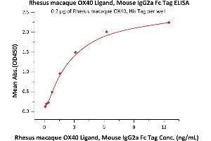 Immobilized Rhesus macaque OX40, His Tag (ABIN2870849,ABIN2870850) at 2 μg/mL (100 μL/well) can bind Rhesus macaque OX40 Ligand, Mouse IgG2a Fc Tag (ABIN5954956,ABIN6253638) with a linear range of 0. (TNFSF4 Protein (AA 51-183) (Fc Tag))