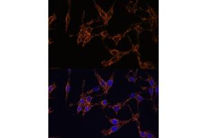 Immunofluorescence (IF) image for anti-14-3-3 alpha + beta (YWHAB) (AA 1-246) antibody (ABIN3021285)