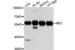 Western blot analysis of extract of various cells, using ME2 antibody. (NAD-ME 抗体)