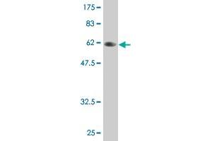 Western Blot detection against Immunogen (58. (PLSCR3 抗体  (AA 1-295))