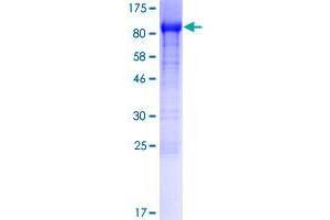 SHCBP1 Protein (AA 1-672) (GST tag)