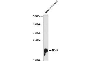 Western blot analysis of extracts of mouse stomach, using GKN1 antibody (ABIN6131914, ABIN6141110, ABIN6141111 and ABIN6216976) at 1:3000 dilution. (Gastrokine 1 抗体  (AA 25-185))