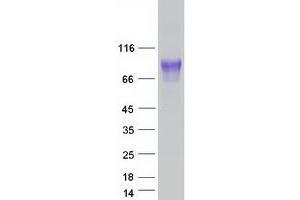 Western Blotting (WB) image for Cell Adhesion Molecule 1 (CADM1) (Transcript Variant 1) protein (Myc-DYKDDDDK Tag) (ABIN2713029)