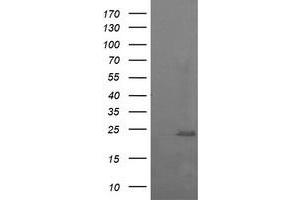Image no. 2 for anti-RAB37, Member RAS Oncogene Family (RAB37) antibody (ABIN1500561) (RAB37 抗体)