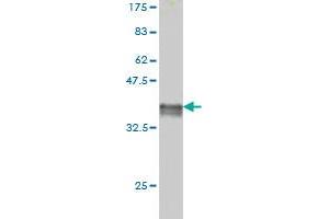 Western Blot detection against Immunogen (36. (FADD 抗体  (AA 109-208))
