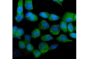 IF analysis of IDH2 using anti-IDH2 antibody (ABIN7602785). (IDH2 抗体  (C-Term))