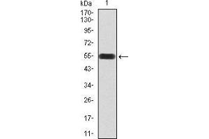 Western blot analysis using DDX39B mAb against human DDX39B (AA: 1-250) recombinant protein.