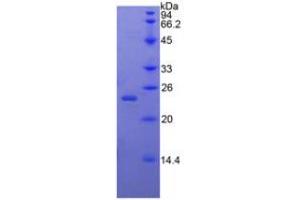SDS-PAGE analysis of Rabbit BMP4 Protein. (BMP4 蛋白)