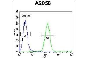 FOXC2 Antibody (Center ) (ABIN651936 and ABIN2840463) flow cytometric analysis of  cells (right histogram) compared to a negative control cell (left histogram). (FOXC2 抗体  (AA 159-186))