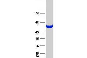 Western Blotting (WB) image for Calcium Binding and Coiled-Coil Domain 2 (CALCOCO2) protein (Myc-DYKDDDDK Tag) (ABIN2713043)