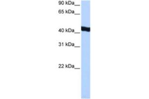 Western Blotting (WB) image for anti-General Transcription Factor IIA, 1-Like (GTF2A1L) antibody (ABIN2463375) (GTF2A1L 抗体)