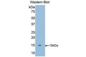 Western Blotting (WB) image for anti-Low Density Lipoprotein Receptor-Related Protein Associated Protein 1 (LRPAP1) (AA 184-298) antibody (ABIN1175993)