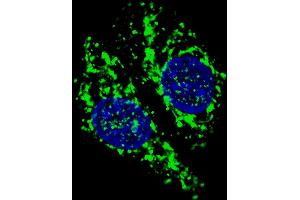 Fluorescent confocal image of  cells stained with AIFM1 (N-term) antibody. (AIF 抗体  (N-Term))
