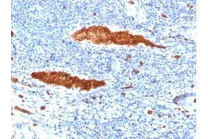 Formalin-fixed, paraffin-embedded human Tonsil stained with Glycophorin A Mouse Monoclonal Antibody (JC159). (CD235a/GYPA 抗体)