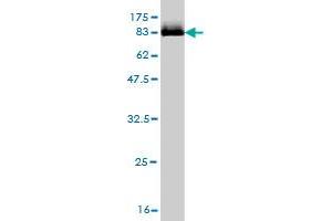 Western Blot detection against Immunogen (82. (STK33 抗体  (AA 1-514))