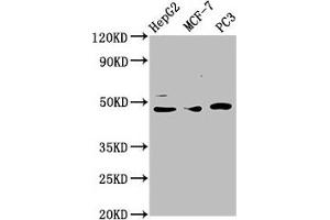 Western Blot Positive WB detected in: HepG2 whole cell lysate, MCF-7 whole cell lysate, PC-3 whole cell lysate All lanes: TEAD1 antibody at 3. (TEAD1 抗体  (AA 135-215))