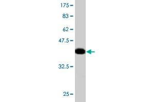 Western Blot detection against Immunogen (36. (MGAT4A 抗体  (AA 436-535))