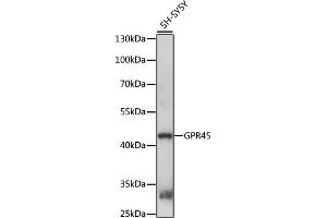 Western blot analysis of extracts of SH-SY5Y cells, using GPR45 antibody (ABIN7267308) at 1:1000 dilution. (GPR45 抗体  (AA 150-250))