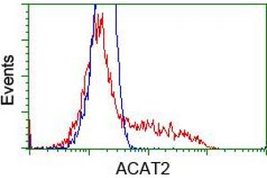 Image no. 8 for anti-Acetyl-CoA Acetyltransferase 2 (ACAT2) antibody (ABIN1496403) (ACAT2 抗体)