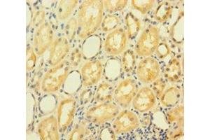 Immunohistochemistry of paraffin-embedded human kidney tissue using ABIN7154376 at dilution of 1:100