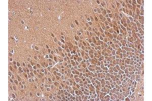 Image no. 1 for anti-S-Phase Kinase-Associated Protein 1 (SKP1) (AA 1-163) antibody (ABIN1500944) (SKP1 抗体  (AA 1-163))