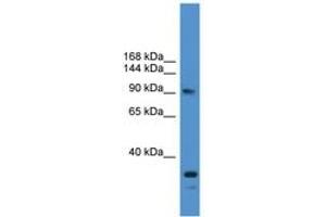 Image no. 1 for anti-Ubiquitin Specific Peptidase 13 (Isopeptidase T-3) (USP13) (AA 161-210) antibody (ABIN6745392) (USP13 抗体  (AA 161-210))
