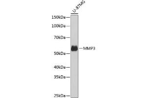 Western blot analysis of extracts of U-87MG cells, using MMP3 Rabbit mAb (ABIN7268424) at 1:1000 dilution. (MMP3 抗体)
