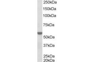 Image no. 1 for anti-Retinoid X Receptor, alpha (RXRA) (AA 68-82) antibody (ABIN291111) (Retinoid X Receptor alpha 抗体  (AA 68-82))