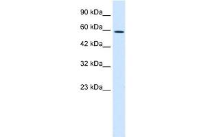 WB Suggested Anti-TBX4 Antibody Titration:  0.