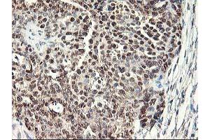 Image no. 12 for anti-NIF3 NGG1 Interacting Factor 3-Like 1 (NIF3L1) antibody (ABIN1496618)