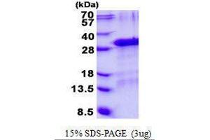 Figure annotation denotes ug of protein loaded and % gel used. (GFER 蛋白)