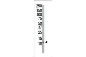 Western blot analysis of anti-Ubiquitin Pab (ABIN388040 and ABIN2845549) in HeLa cell lysate. (Ubiquitin 抗体  (AA 36-66))