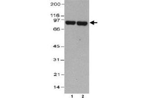 Western blot analysis of THOP1 in HeLa whole cell lysate (30 ug) (Lane 1 : 0. (Thimet Oligopeptidase 1 抗体  (AA 56-72))