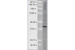 Western Blotting (WB) image for anti-Activator of HSP90 ATPase Activity 1 (AHSA1) antibody (ABIN487505) (AHSA1 抗体)