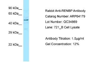 Western Blotting (WB) image for anti-Renin Binding Protein (RENBP) (C-Term) antibody (ABIN2789757) (RENBP 抗体  (C-Term))