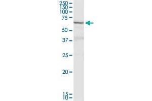 DTX2 MaxPab rabbit polyclonal antibody. (DTX2 抗体  (AA 1-622))