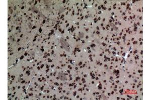 Immunohistochemistry (IHC) analysis of paraffin-embedded Mouse Brain, antibody was diluted at 1:100.
