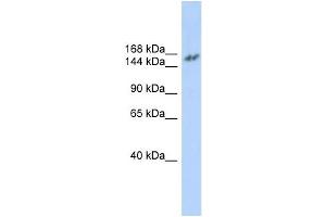 WB Suggested Anti-NCOA3 Antibody Titration:  0. (NCOA3 抗体  (N-Term))